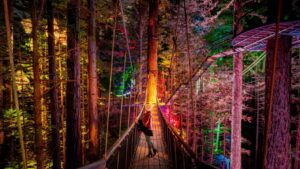 Fun family activities to do in Rotorua. Redwoods Treewalk.