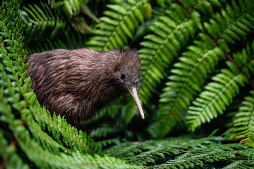 New baby kiwi Manawa welcomed to Te Puia whānau
